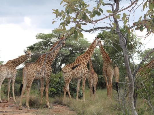 Izintaba Private Game Reserve - 259666
