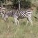 Izintaba Private Game Reserve - 259674