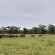 Izintaba Private Game Reserve - 259676