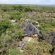 Izintaba Private Game Reserve - 259776