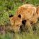 Ngonyam Safari Lodge - Natural landscape