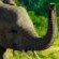 Ngonyam Safari Lodge - Natural landscape