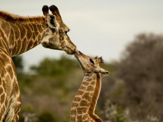 Sibuya Game Reserve & Lodge - 260486