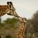 Sibuya Game Reserve & Lodge - 260486