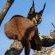 Sibuya Game Reserve & Lodge - 260492