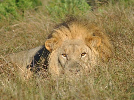 Sibuya Game Reserve & Lodge - 260496
