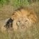 Sibuya Game Reserve & Lodge - 260496