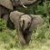 Sibuya Game Reserve & Lodge - 260519