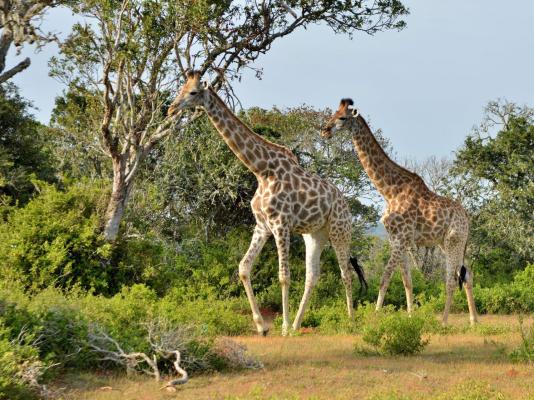 Sibuya Game Reserve & Lodge - 260533