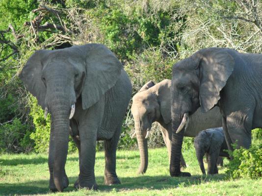 Sibuya Game Reserve & Lodge - 260544