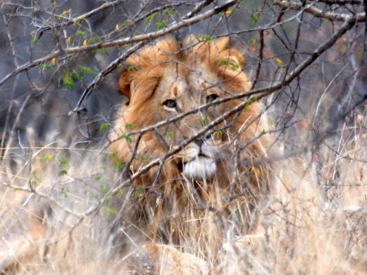 Zazu Private Bush Lodge - 261453