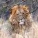 Zazu Private Bush Lodge - 261453