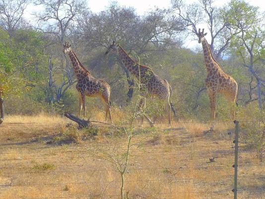Zazu Private Bush Lodge - 261456