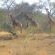 Zazu Private Bush Lodge - 261456