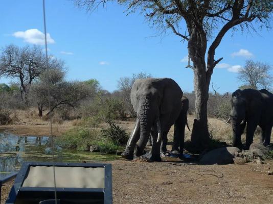 Zazu Private Bush Lodge - 261458