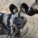 Zazu Private Bush Lodge - 261460