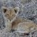 Zazu Private Bush Lodge - 261462