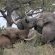 Zazu Private Bush Lodge - 261465