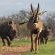 Kifaru Luxury Lodge - 262135