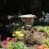 Gender Links Cottages - Garden