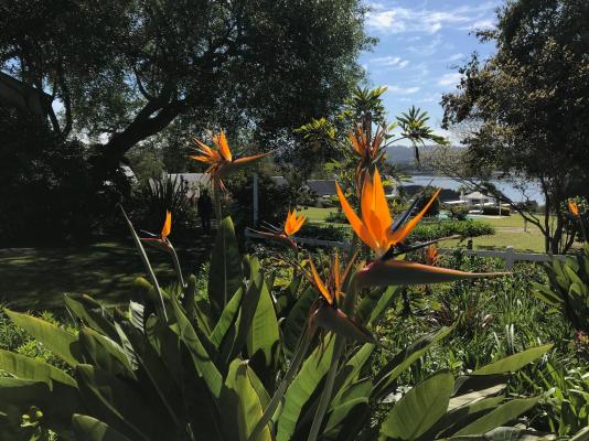 Belvidere Manor Lagoonside Cottages - Knysna - 267013