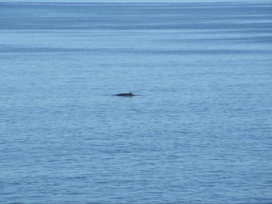 Sea Star Cliff - 267055