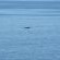 Sea Star Cliff - 267055