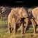 Amakhosi Lodge - 267210