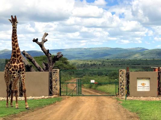 Amakhosi Lodge - 267218