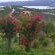 Goose Cottage - Natural landscape