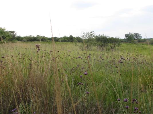 Palala River Cottages - 268356