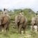 Elepahnt Back Safaris