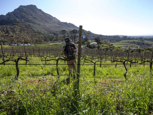 Silvermist Wine Estate - 268517