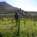 Silvermist Wine Estate - 268517