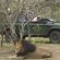 Big 5 Game Drives