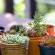 The Good Earth Farm - 269806