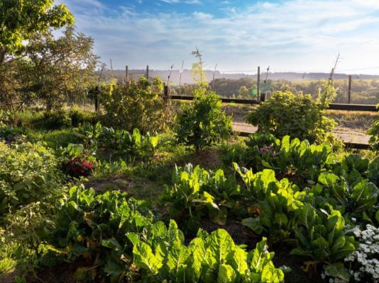 The Good Earth Farm - 269867