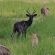 Airport Bird & Game Lodge - 270210