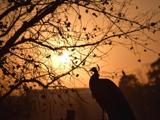 Airport Bird & Game Lodge - 270214