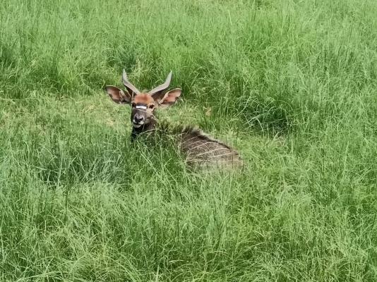 Airport Bird & Game Lodge - 270218