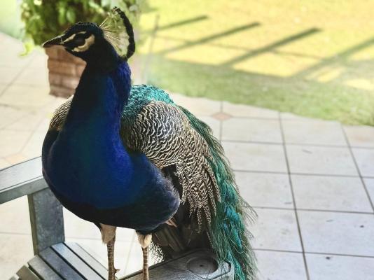 Airport Bird & Game Lodge - 270219