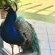 Airport Bird & Game Lodge - 270219
