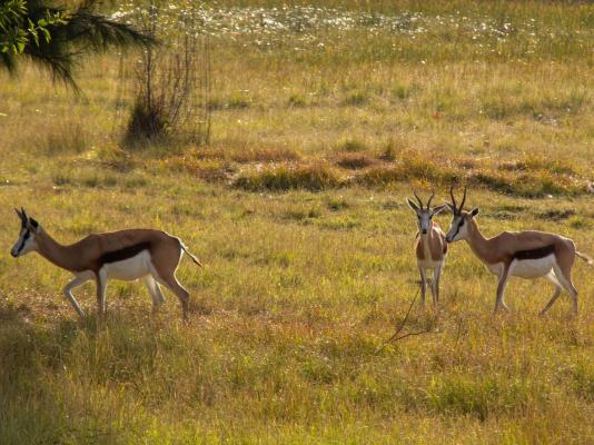 Airport Bird & Game Lodge - 270222