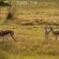Airport Bird & Game Lodge - 270222