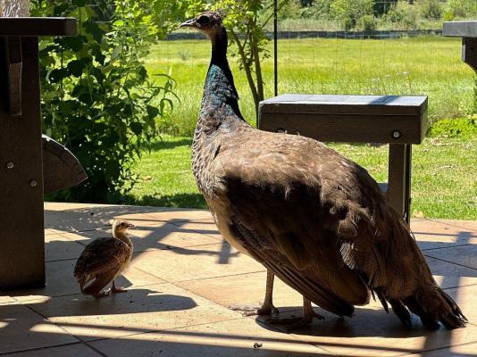 Airport Bird & Game Lodge - 270228