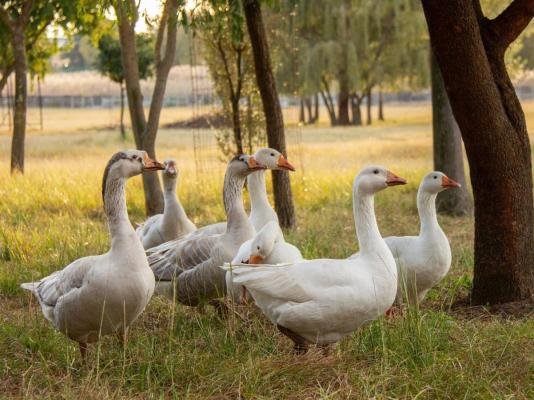 Airport Bird & Game Lodge - 270240
