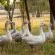 Airport Bird & Game Lodge - 270240
