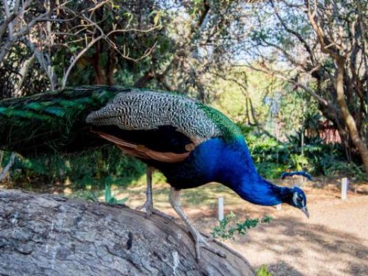 Hartbeespoort Country Hotel & Spa - Garden