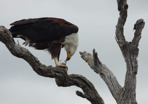 Hippo Water Front Lodge - 270812