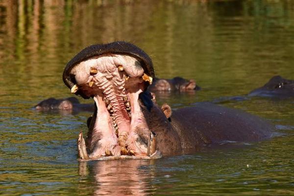 Hippo Water Front Lodge - 270817